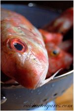 Couscous de poissons TRIO 1