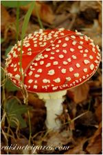 Champignons Trio 10