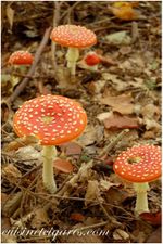 Champignons Trio 2