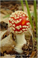 Champignons Trio 20