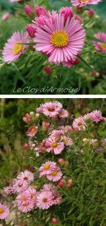 Aster-novae-angliae-Harring