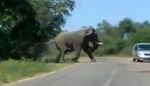 elephant-auto.jpg