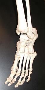 os-du-pied.jpg