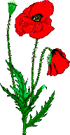 Fleurs-coquelicot-1