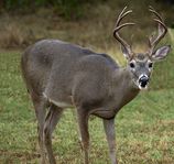 nebraska white tailed deer
