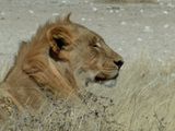 02 Etosha - Halali Lions 05