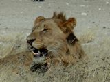 02 Etosha - Halali Lions 12