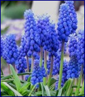 Muscari.PNG