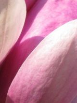 magnolia2.JPG