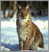 lynx 03c jpg