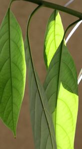 Avocat-en-feuilles--3----Copie.JPG