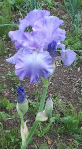 iris-bleu-dentelle.jpg