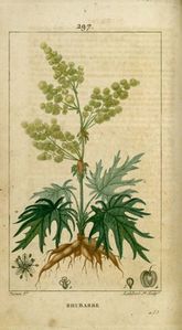 Gravure-plante-medicinale-rhubarbe.jpg