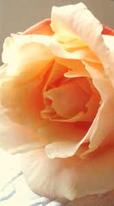 rose compote