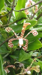 orchidees-012--800x600-.jpg