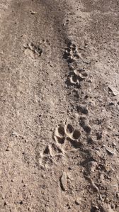Empreintes de loup sur une piste, Espagne [1600x1200]