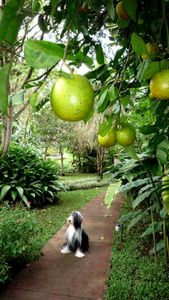 elfy-oranges.jpg