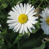 paquerette-01.jpg