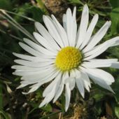 paquerette-03.jpg