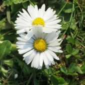 paquerette-05.jpg