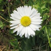 paquerette-06.jpg