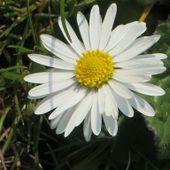 paquerette-08.jpg