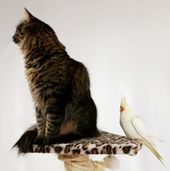 1311399_cat_and_bird-1-.jpg