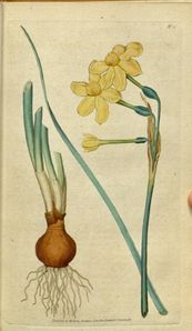 Narcissus jonquilla