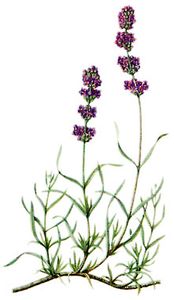 lavendel