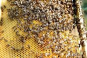 abeilles2