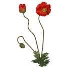 coquelicot