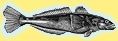 animal-poisson-legine-australe-patagonian_toothfi-copie-1.jpg