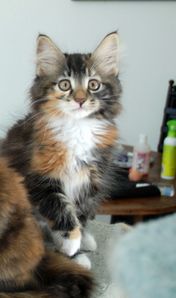 Freya 010720100001