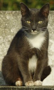 chat ER
