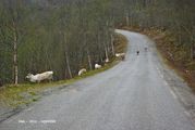 1ers rennes Norvegiens