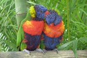 2013 03 - Guadeloupe J6CL 010