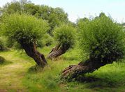 1arbre1280-copie-1.jpg