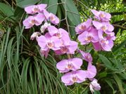 2013 03 - Guadeloupe J6 023