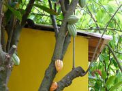 2013 03 - Guadeloupe J6 054