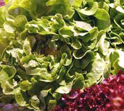 laitue-batavia-romaine-salade