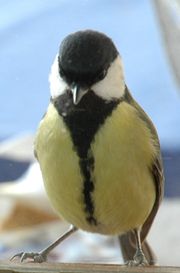 Nourrir-les-oiseaux 1460