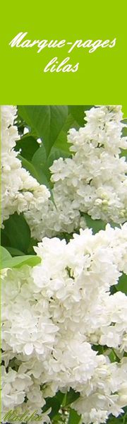 Marque-page-lilas.jpg