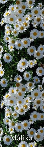 Marque-page-paquerettes--copie-1.jpg
