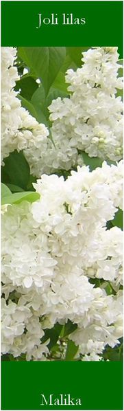 marque-pages-lilas.jpg
