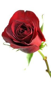 Blumen-Rose
