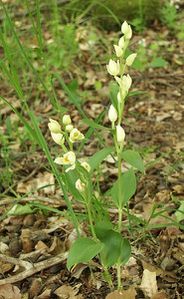 369px-Cephalanthera damasonium 280504