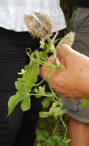 Plantes et sorcellerie 23-07-14