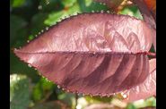 Macro