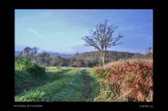 MON-ARBRE