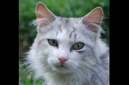 1 - Photos-animaux-domestiques.
